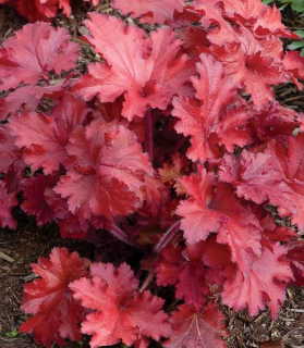 Heuchera 'Forever Red'